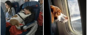 Buone notizie per chi viaggia con gli animali: la compagnia aerea Delta accetta cani e gatti a bordo
