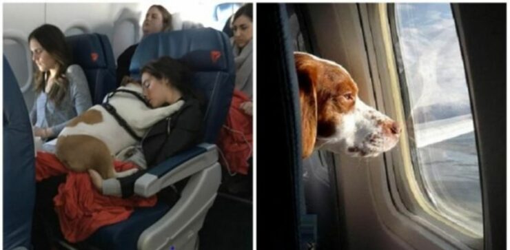 Buone notizie per chi viaggia con gli animali: la compagnia aerea Delta accetta cani e gatti a bordo