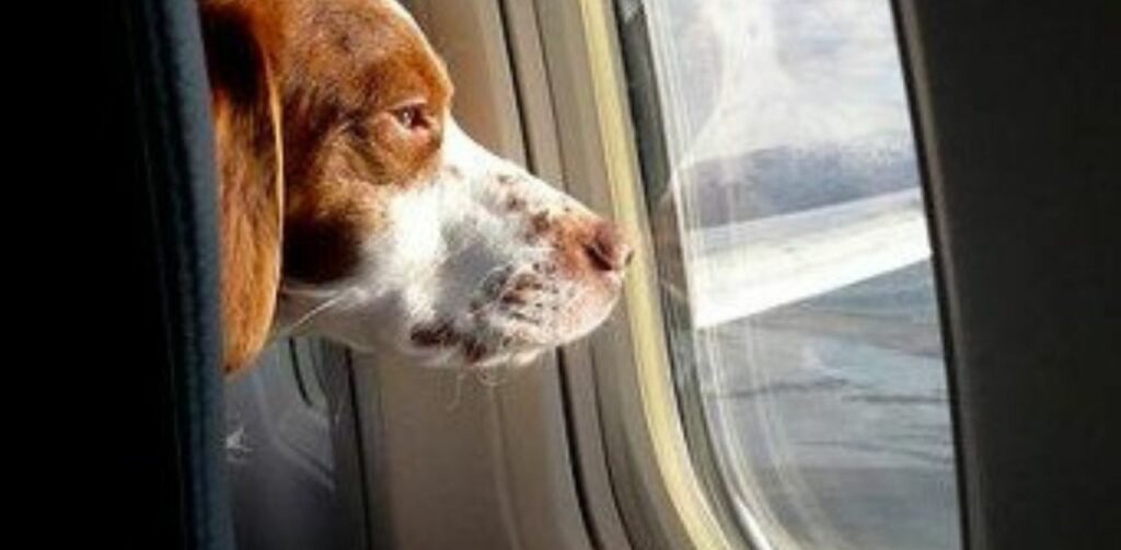 Buone notizie per chi viaggia con gli animali: la compagnia aerea Delta accetta cani e gatti a bordo