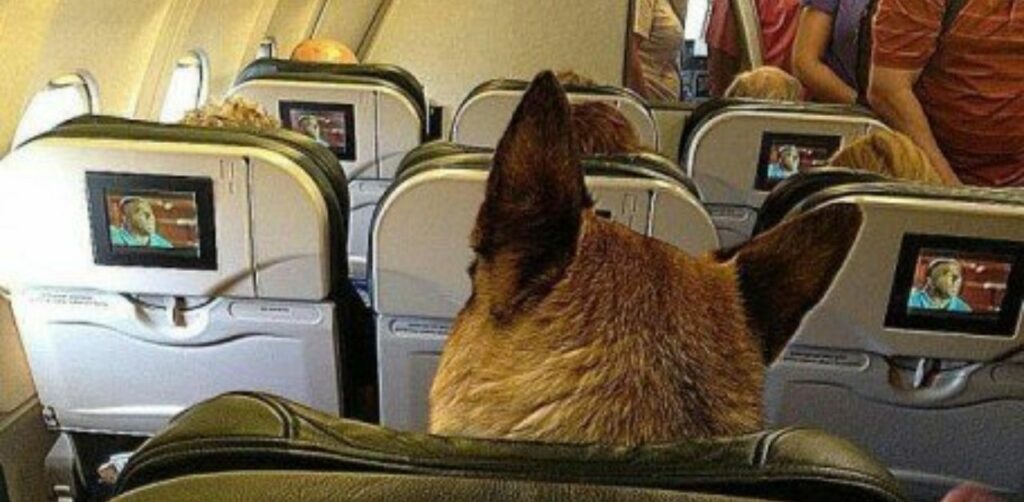 Buone notizie per chi viaggia con gli animali: la compagnia aerea Delta accetta cani e gatti a bordo