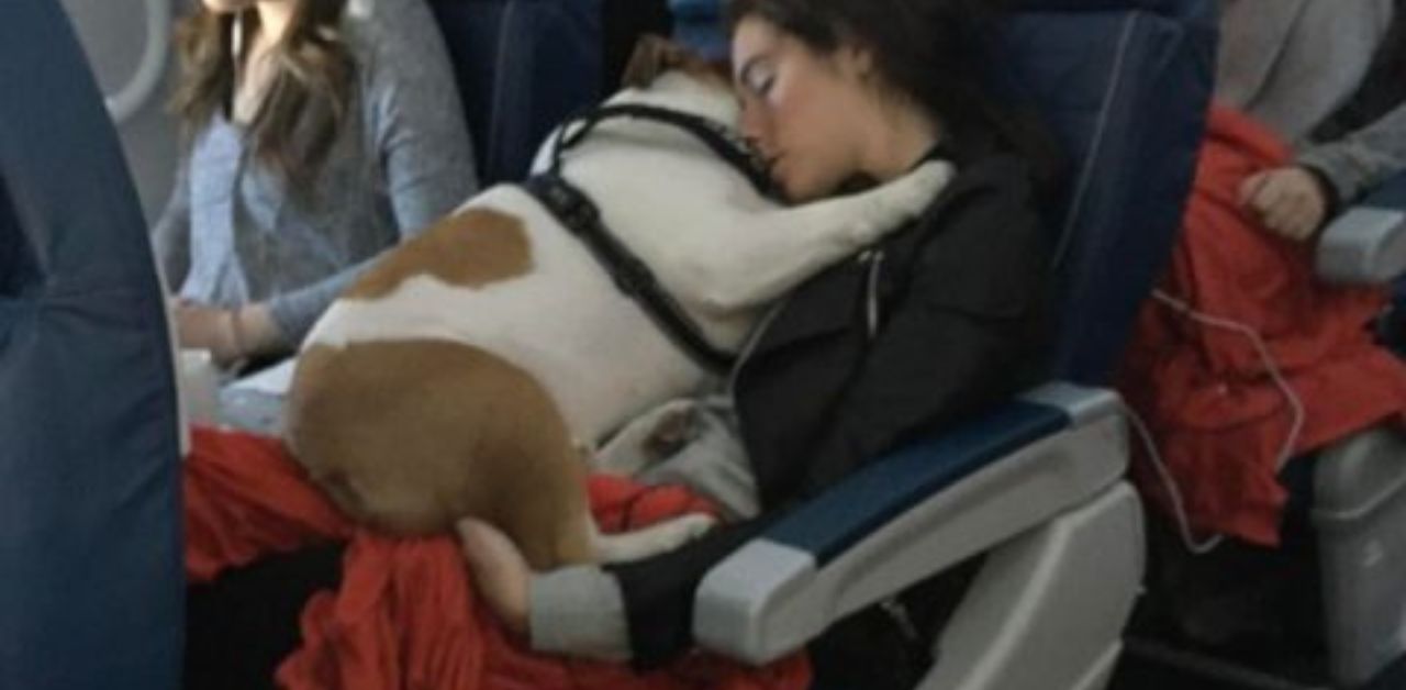 Buone notizie per chi viaggia con gli animali: la compagnia aerea Delta accetta cani e gatti a bordo