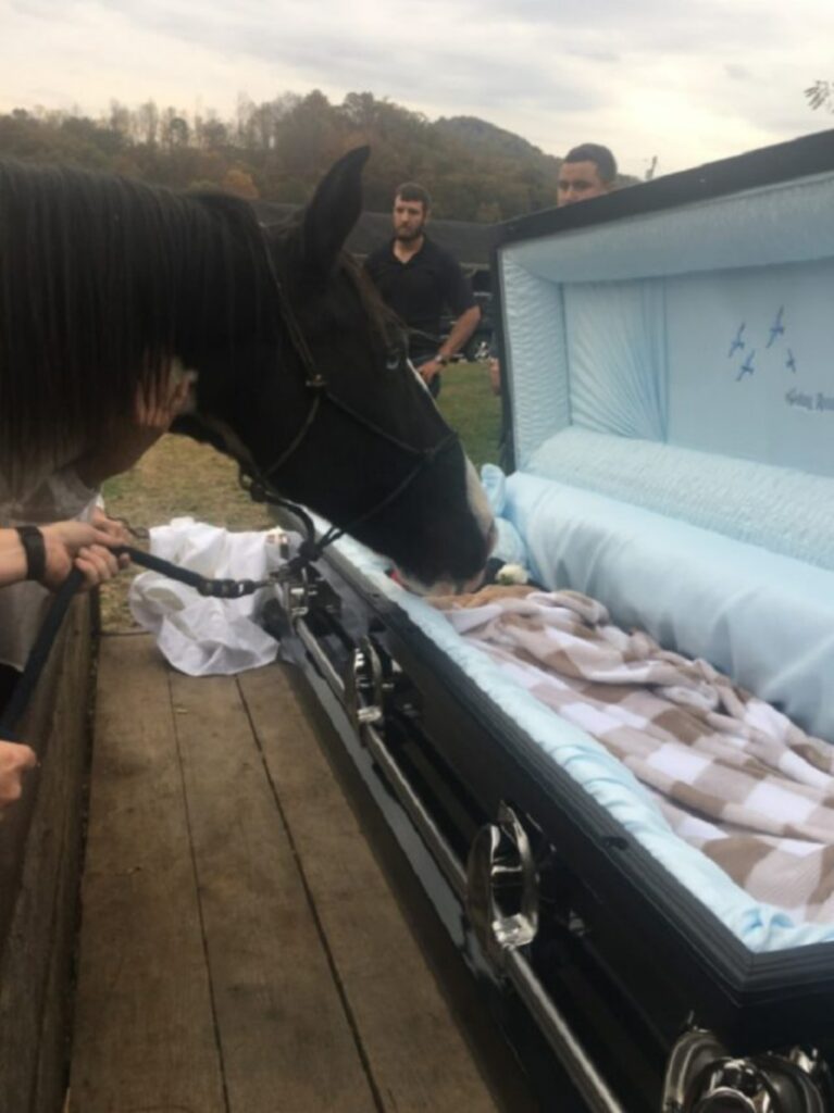 cavallo saluta il proprietario al funerale