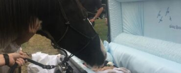 cavallo funerale padrone triste