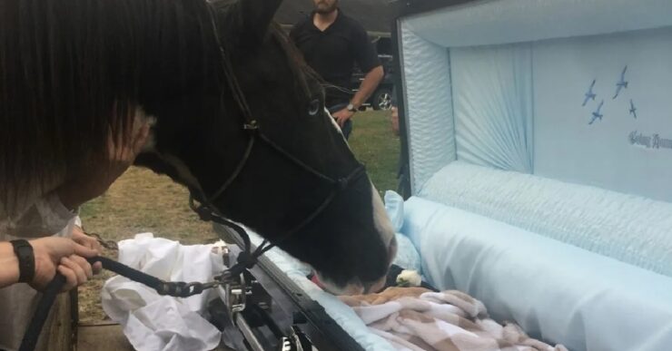 cavallo funerale padrone triste