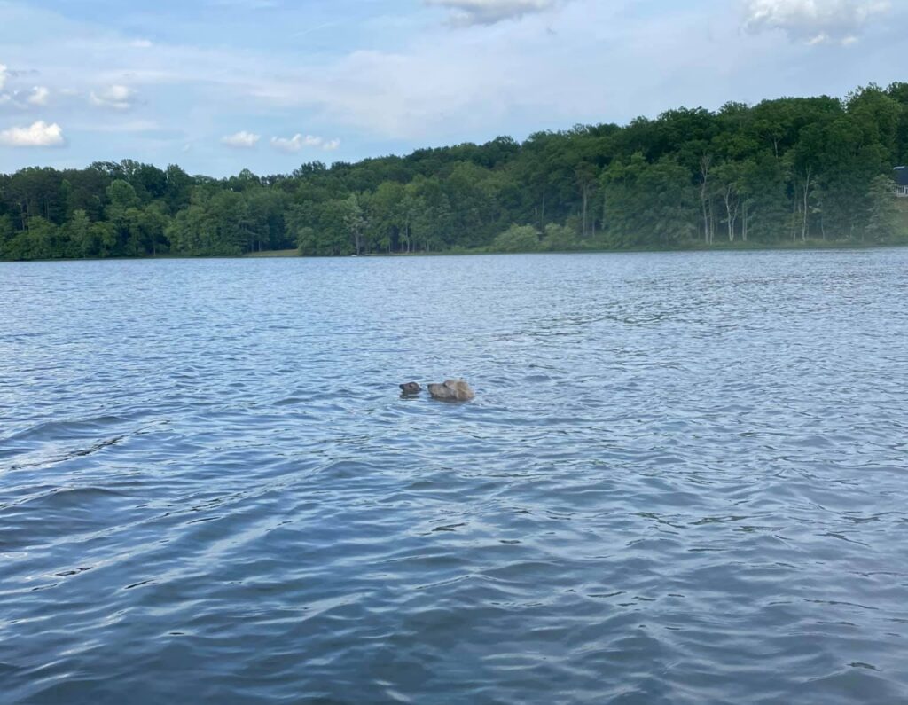 cerbiatto al largo con il cane