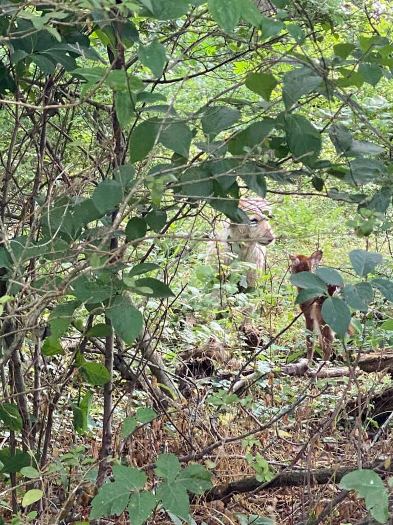 cerbiatto e Harley nel bosco