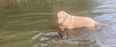 cerbiatto in acqua con il cane