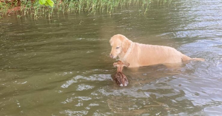 cerbiatto in acqua con il cane