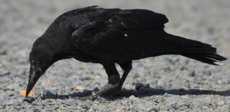 Addestrano i corvi a raccogliere mozziconi di sigaretta nelle strade in cambio di cibo