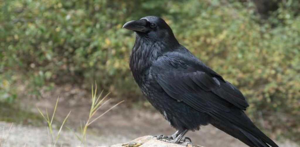 Addestrano i corvi a raccogliere mozziconi di sigaretta nelle strade in cambio di cibo