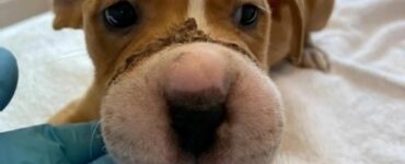 Trovata una cucciola con il musetto legato con uno spago