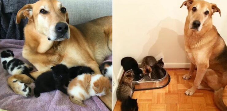 Il cane si prende amorevolmente cura dei cuccioli di gatto orfani prima che trovino adozione