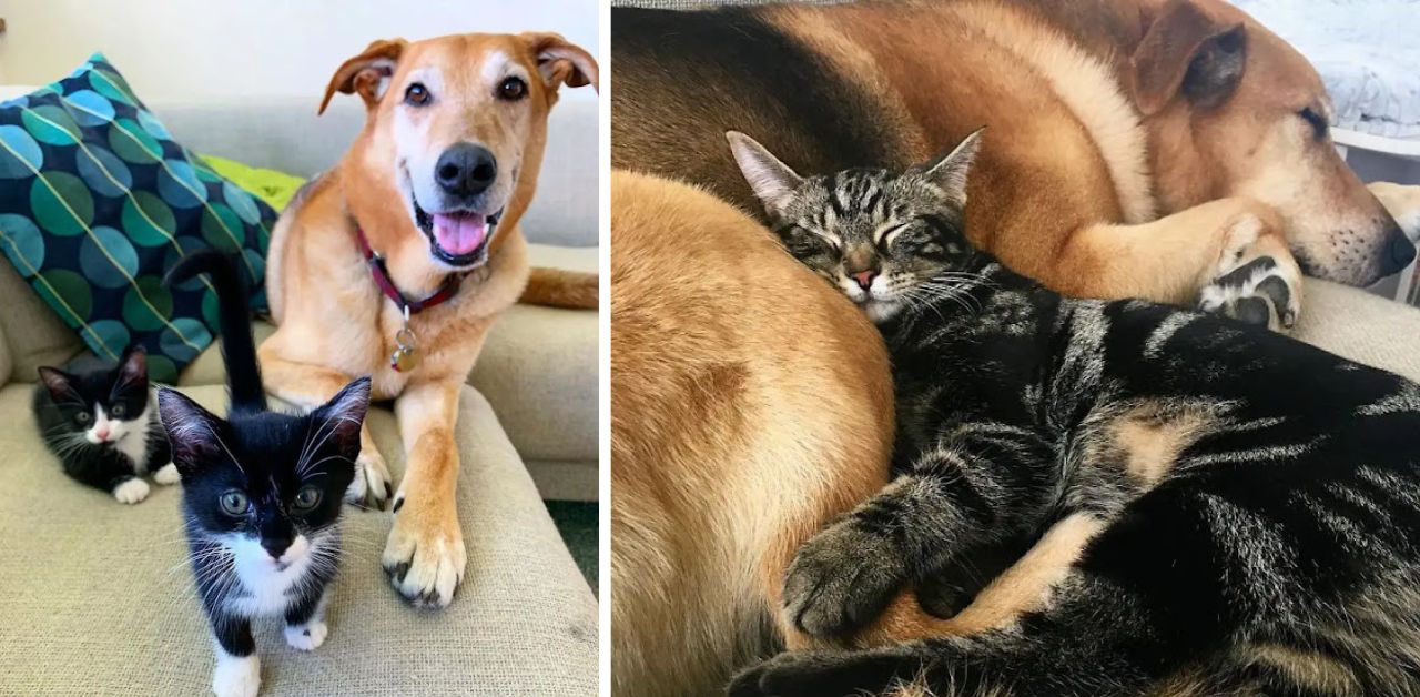 Il cane si prende amorevolmente cura dei cuccioli di gatto orfani prima che trovino adozione