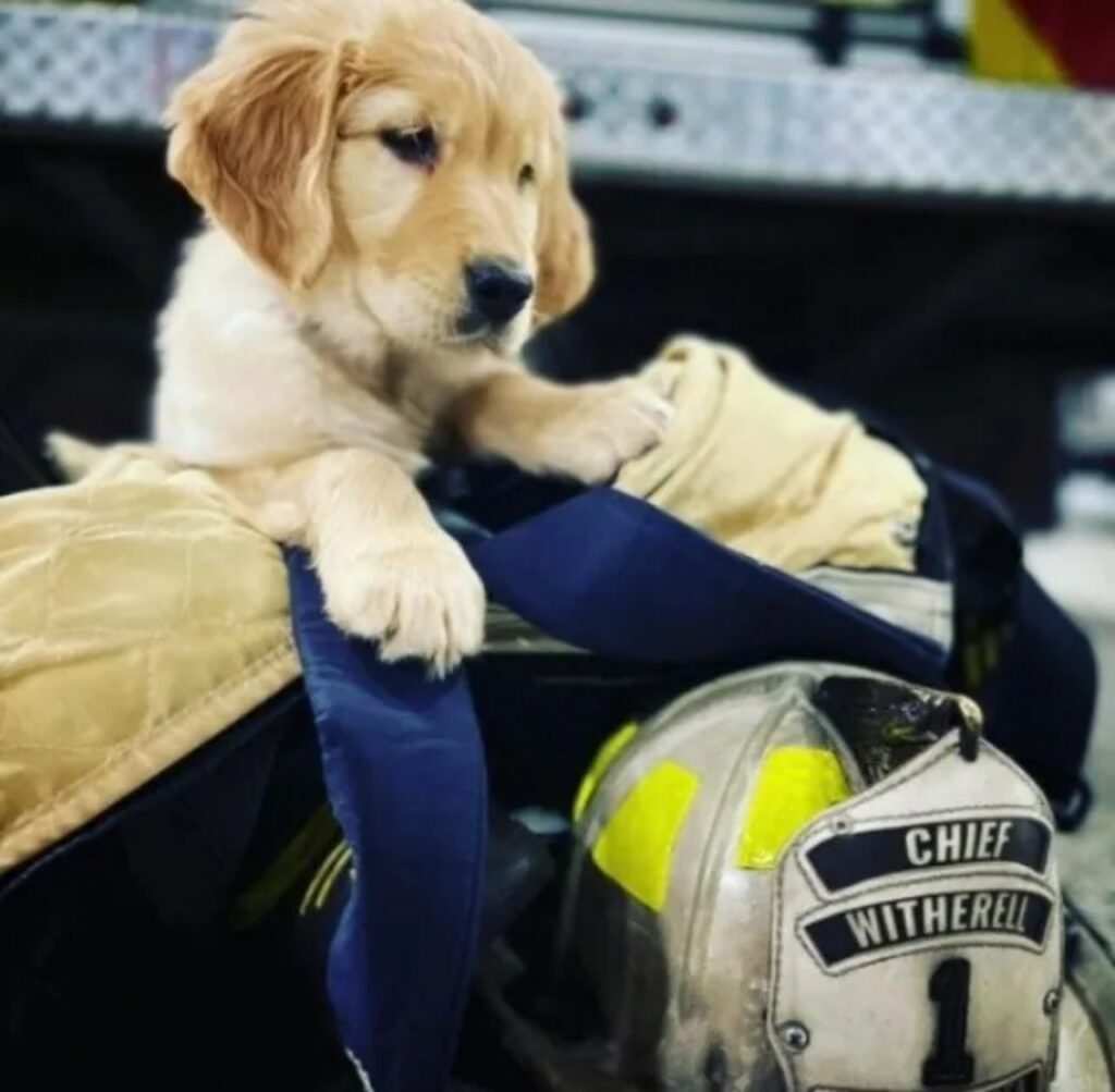 il cucciolo Chief riposa sulla sua attrezzatura