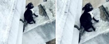 Cucciolo disperato bloccato su un ponte viene salvato da un gruppo di ciclisti
