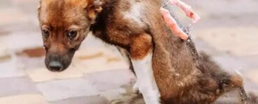 Dopo aver passato giorni in strada senza potersi muovere, il cucciolo piange per la felicità
