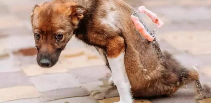 Dopo aver passato giorni in strada senza potersi muovere, il cucciolo piange per la felicità