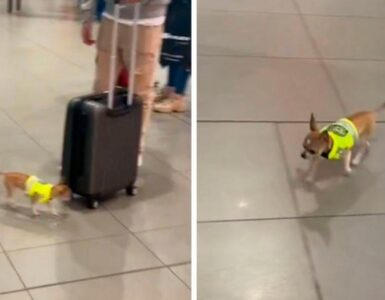 cucciolo di chihuahua vestito da poliziotto