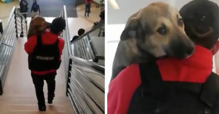 cucciolo senzatetto sicurezza