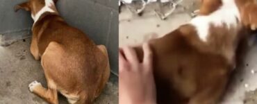 Cucciolo terrorizzato dai maltrattamenti fa la pipì ogni volta che sente una voce umana