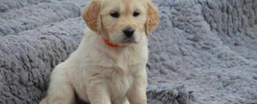 Donna salva un cucciolo che piangeva disperato in casa