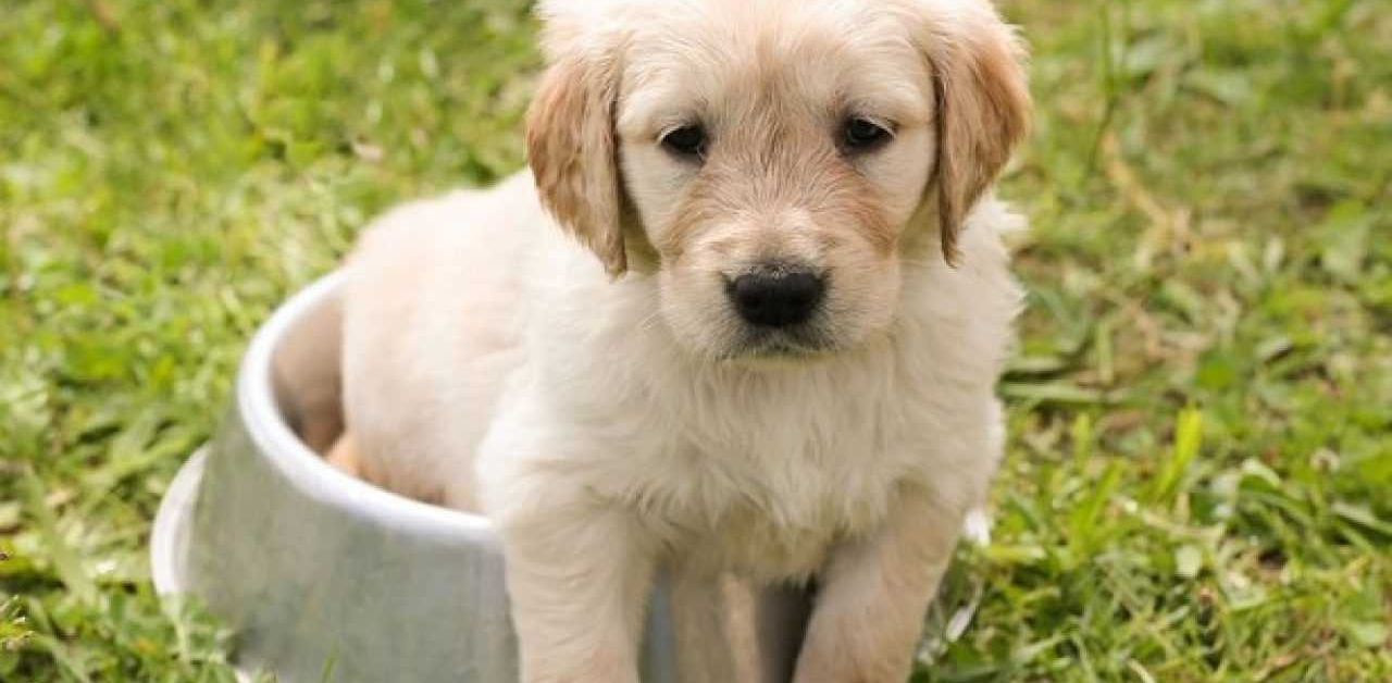 Donna salva un cucciolo che piangeva disperato in casa