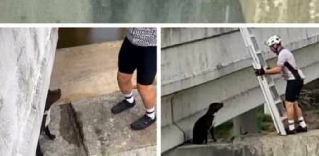 Cucciolo disperato bloccato su un ponte viene salvato da un gruppo di ciclisti