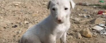 Proprietario taglia la coda al suo cucciolo che non capisce il perché di tanta sofferenza
