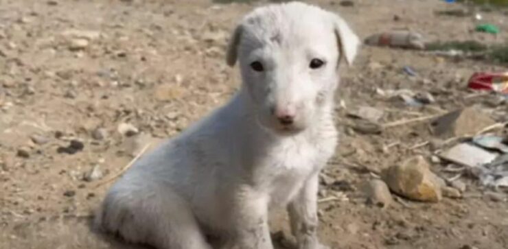 Proprietario taglia la coda al suo cucciolo che non capisce il perché di tanta sofferenza