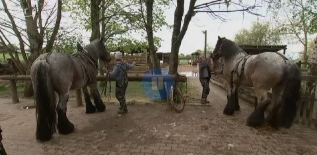 donna lavoro cavallo parcheggio