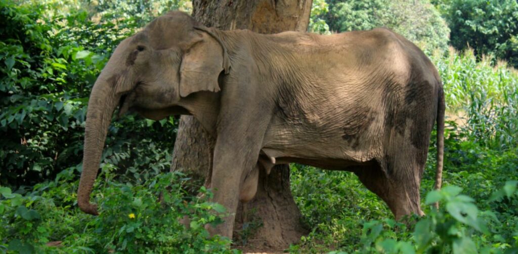 Il cane rimane accanto al suo amico elefante in fin di vita fino al suo ultimo respiro