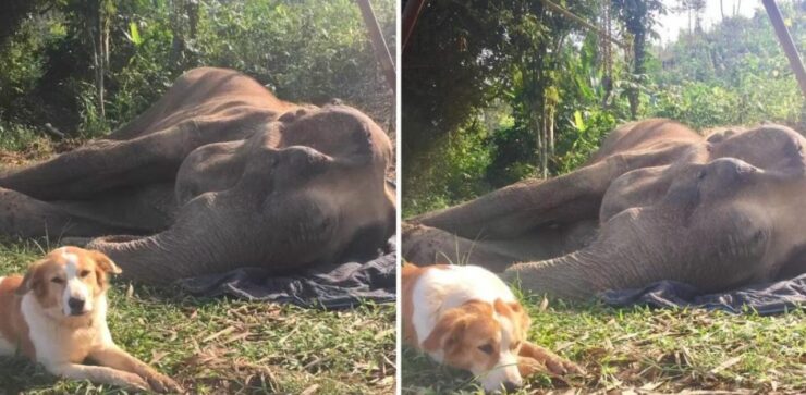 Il cane rimane accanto al suo amico elefante in fin di vita fino al suo ultimo respiro