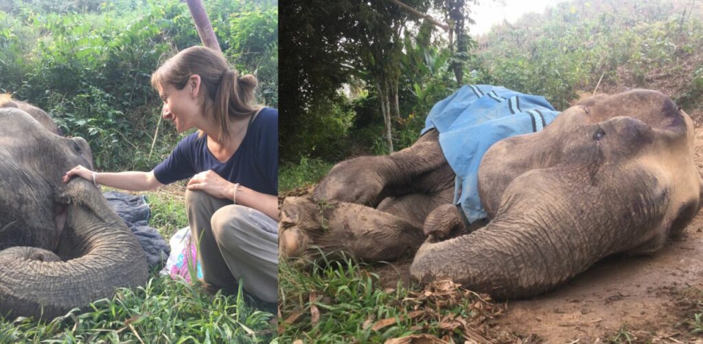 Il cane rimane accanto al suo amico elefante in fin di vita fino al suo ultimo respiro