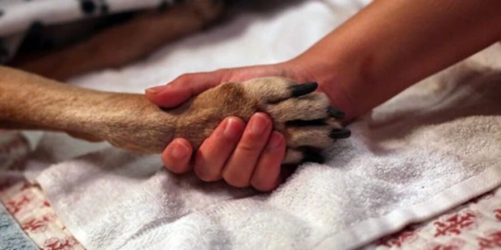 proprietario vicino al suo cane durante l'eutanasia