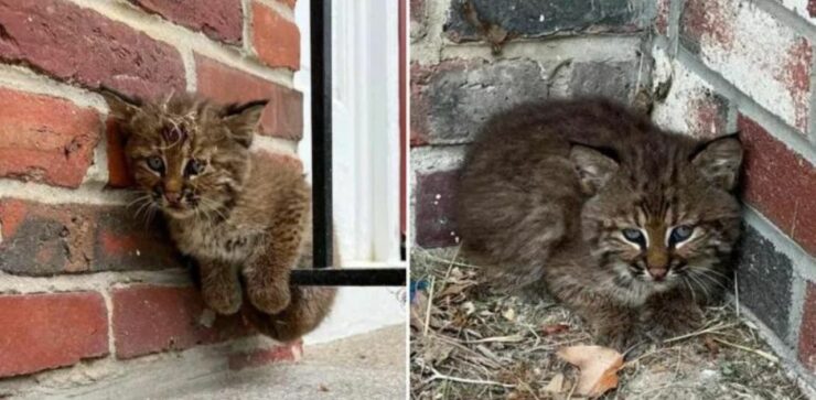 Il gattino dimenticato viene adottato da una coppia che lo trova sul porticato