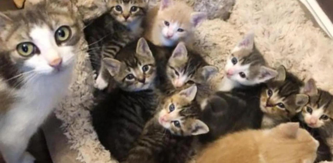 Gatta randagia aiuta a prendersi cura di 10 gattini: alcuni non sono neppure suoi