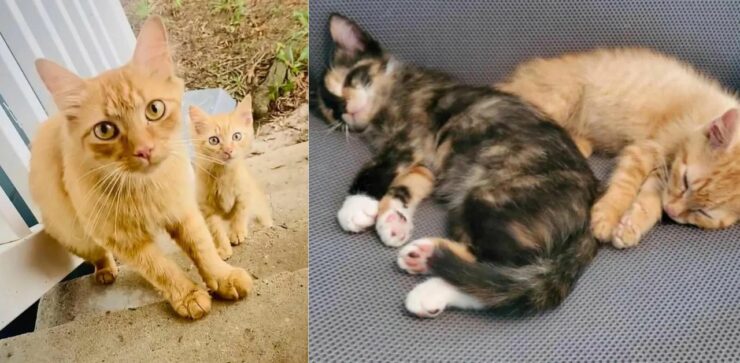 La gatta Mildred decide di portare i suoi cuccioli dalla famiglia che l'aveva accudita