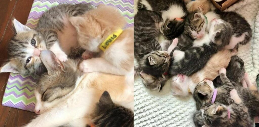 Gatta randagia aiuta a prendersi cura di 10 gattini: alcuni non sono neppure suoi