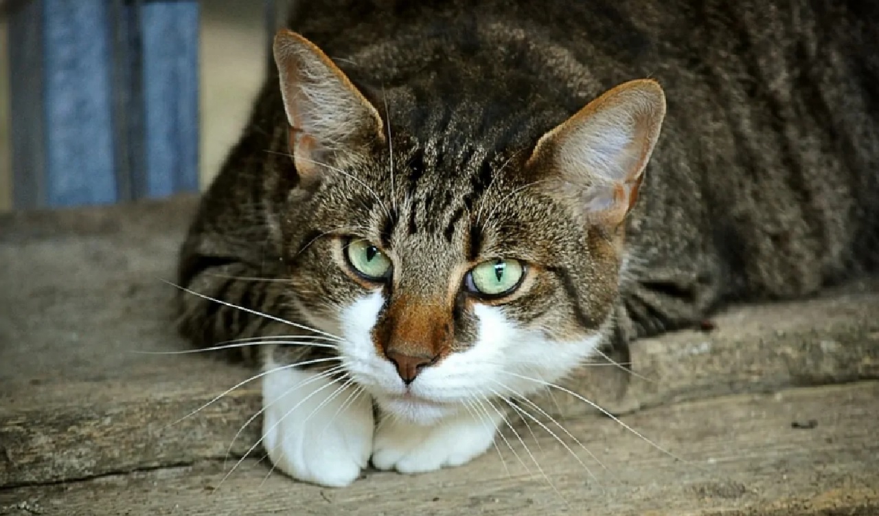 gatti odiano comportamenti sbagliati