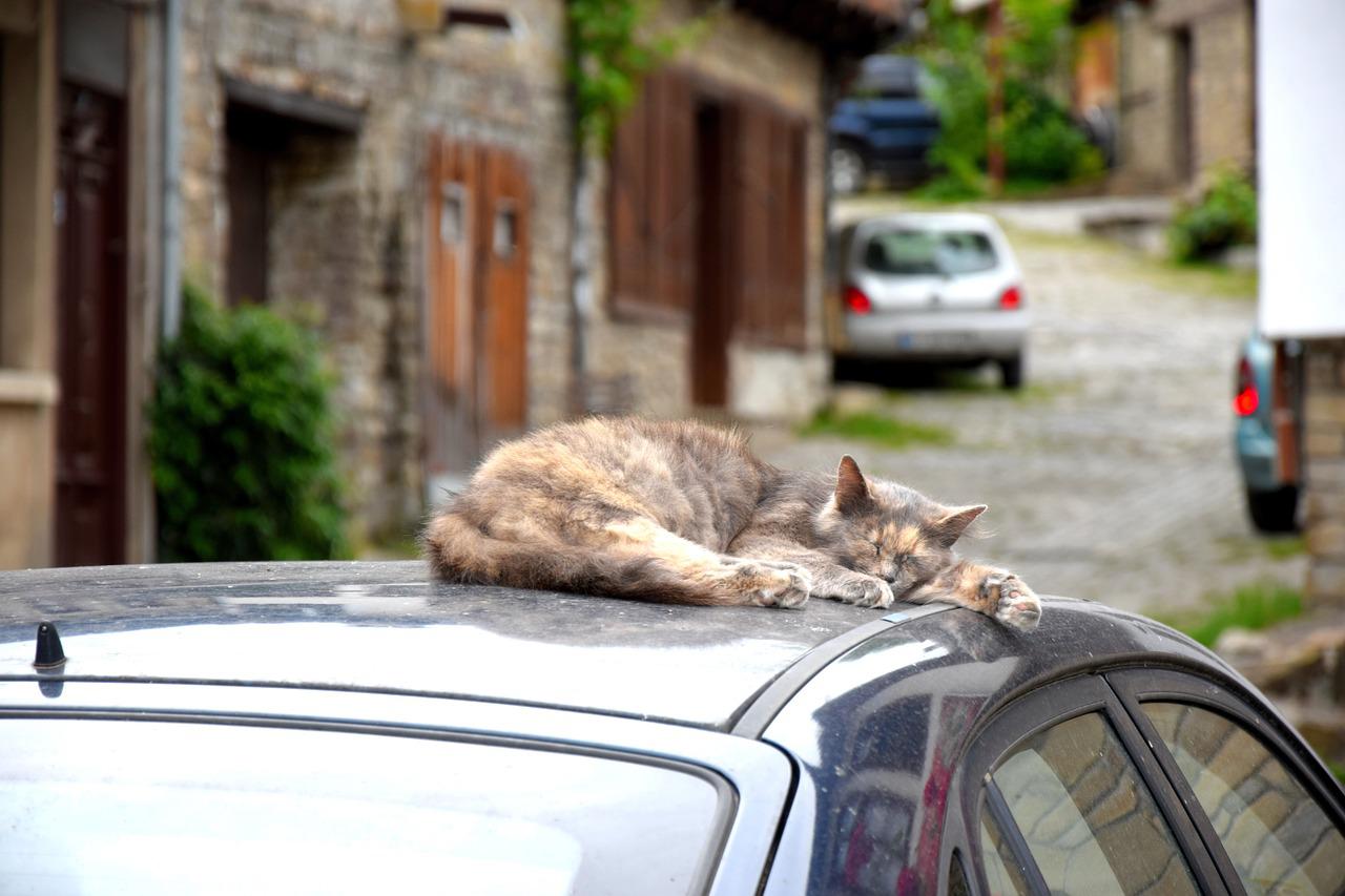 gatti dormono sulle macchine
