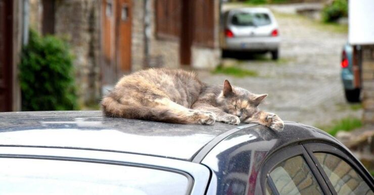 gatti dormono sulle macchine