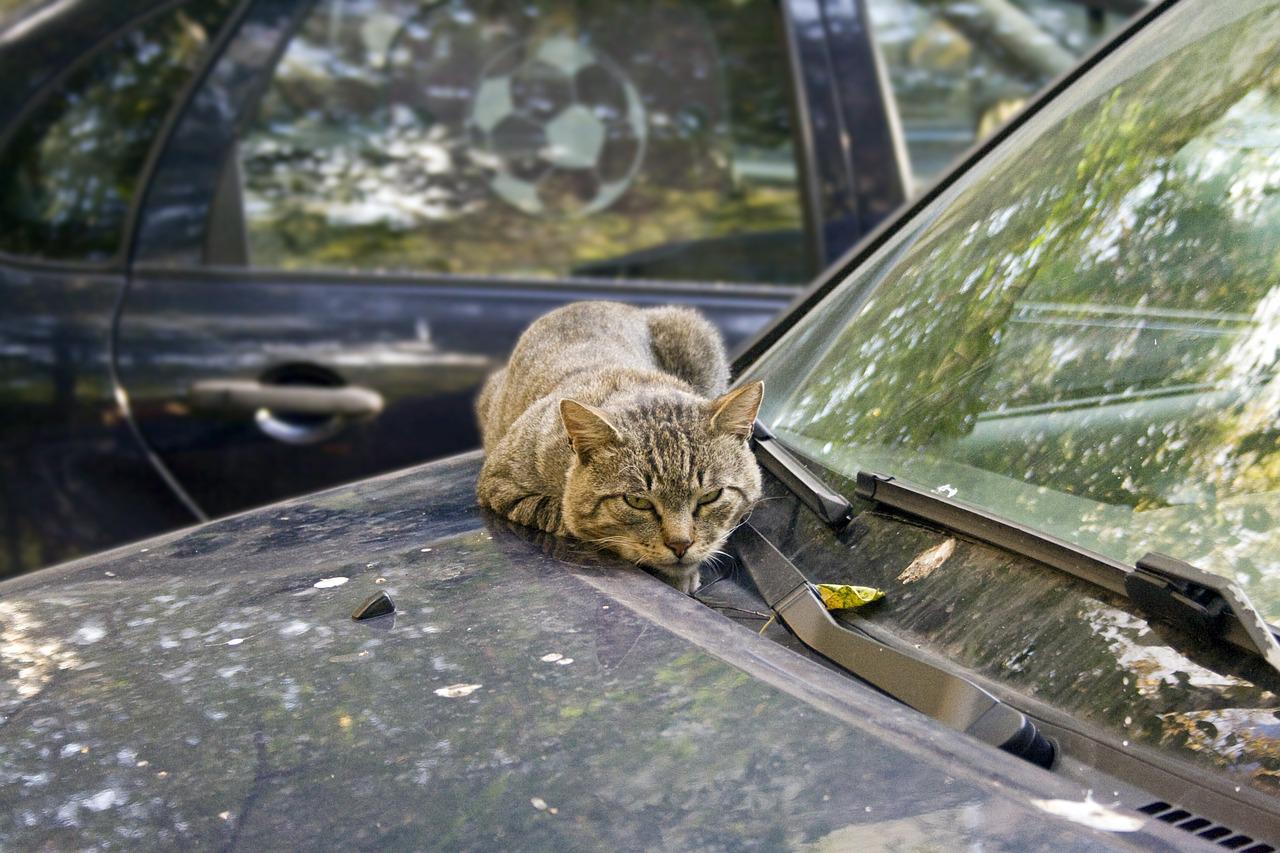 gatti dormono sulle macchine