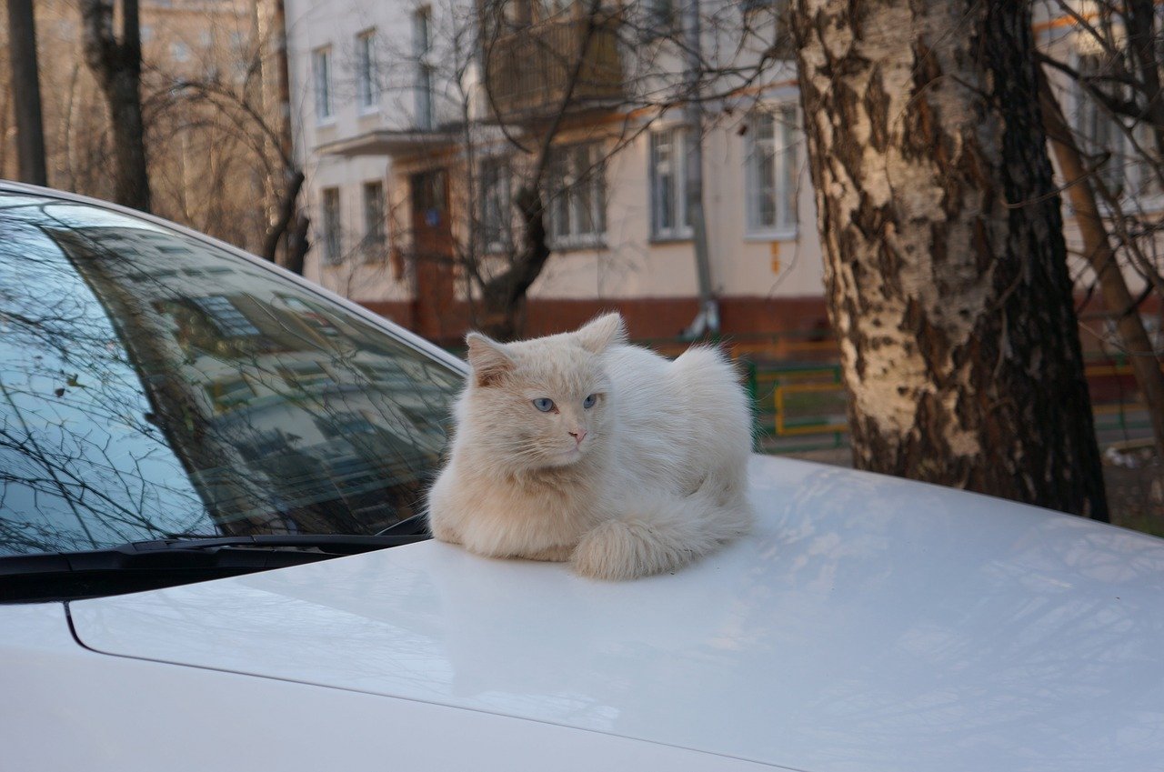 gatti dormono sulle macchine