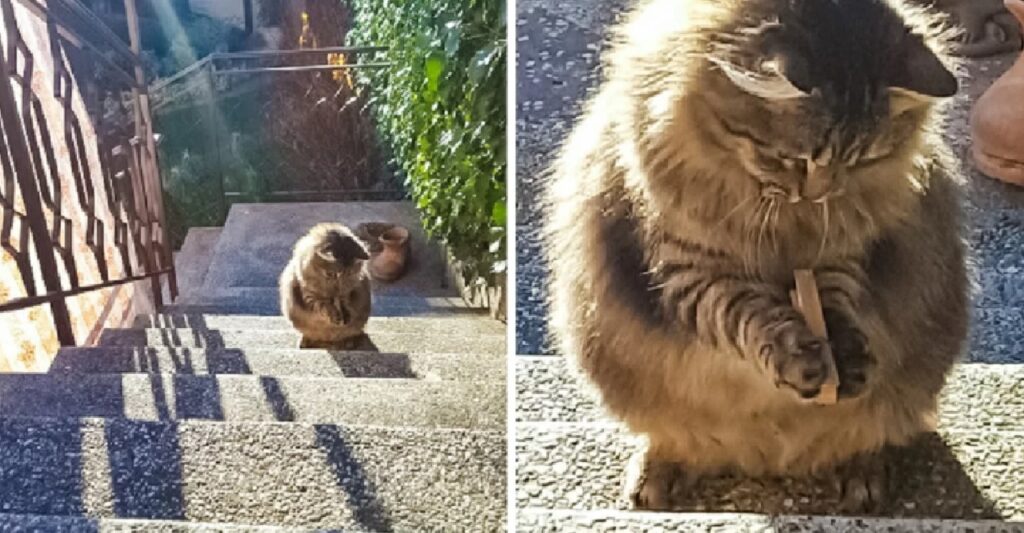 gatti perfetti giocano