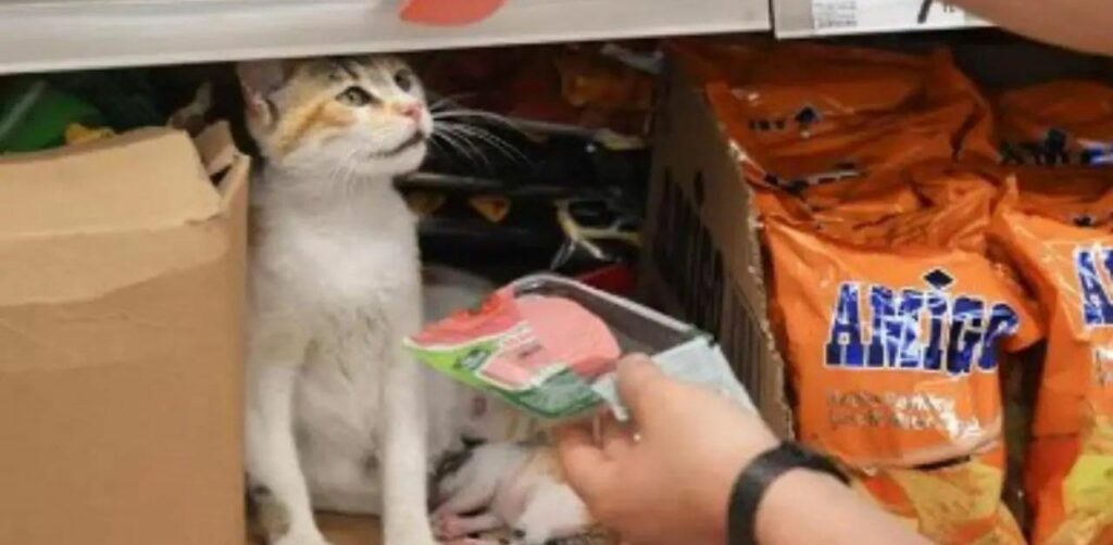 Gattina diventa amica dei dipendenti del supermercato e decide di fare loro una sorpresa