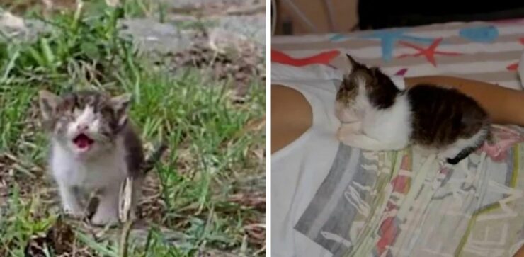 Dessy, piccola gattina cieca trovata abbandonata per strada