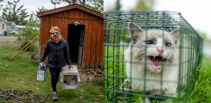 Donna di Gaylords accudisce decine e decine di gattini che si sono dispersi dopo il tornado