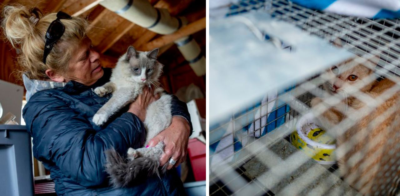 Donna di Gaylords accudisce decine e decine di gattini che si sono dispersi dopo il tornado