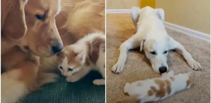 La reazione di questo cagnolino al gattino salvato è davvero troppo tenera (VIDEO)