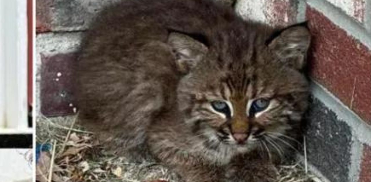 Il gattino dimenticato viene adottato da una coppia che lo trova sul porticato